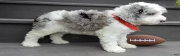 Sheepadoodle dogs for sale: Barney-MEDIUM - Ad 4