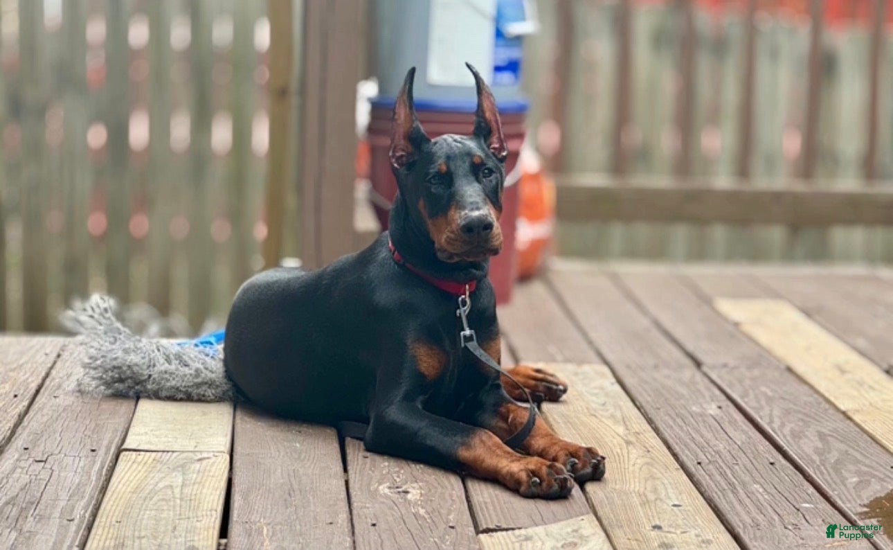 Doberman Pinscher dogs Bruce  - Ad 18