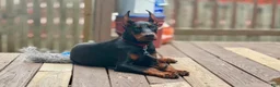 Doberman Pinscher dogs for sale: Bruce  - Ad 1