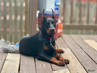 Doberman Pinscher dogs Bruce - Ad 36
