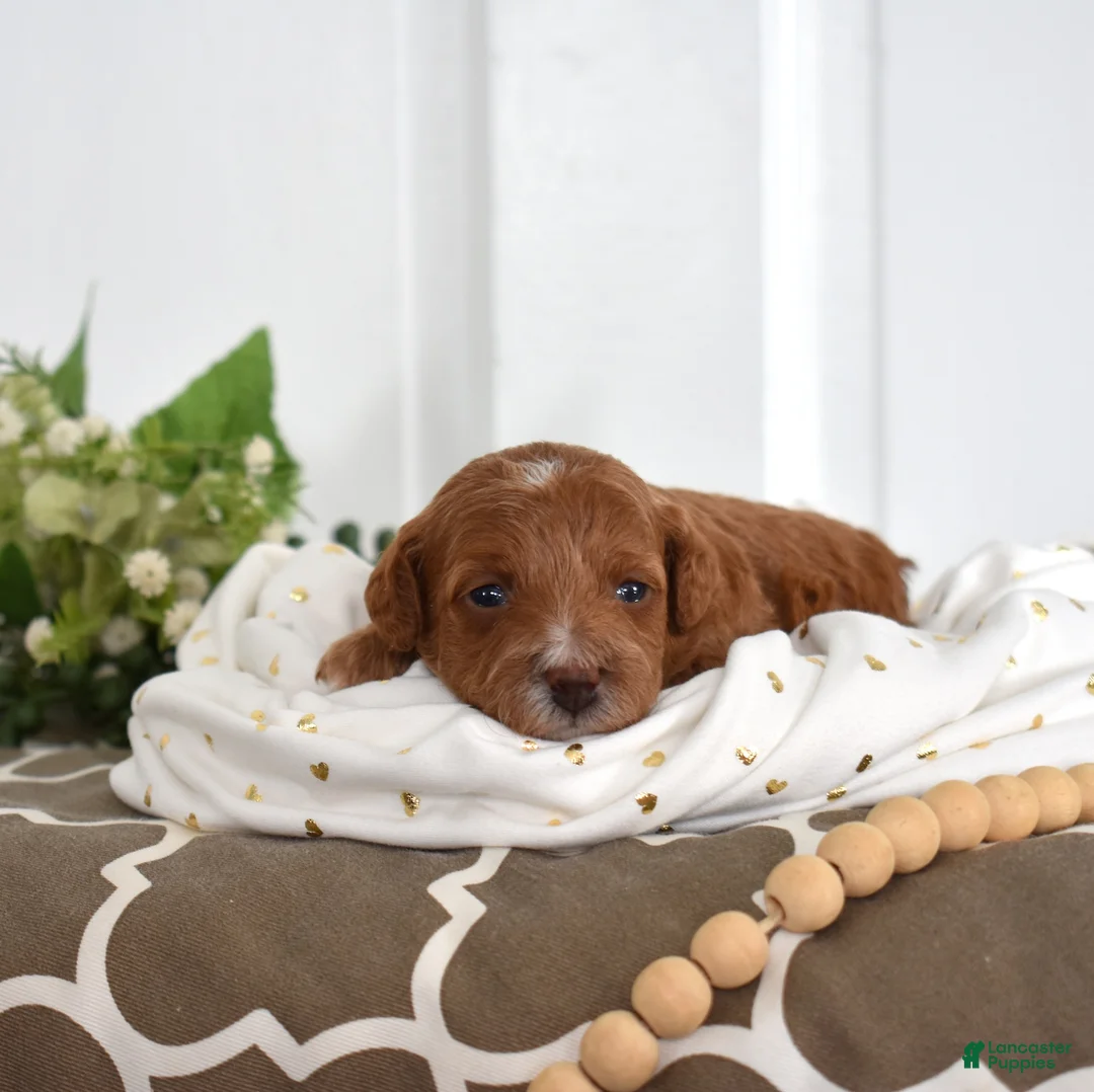 Toy Poodle dogs for sale: Petunia  - Ad 7