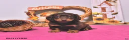 Dachshund dogs for sale: Mae  - Ad 3