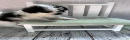 Pomapoo dogs for sale: Pomapoo 1 - Ad 4