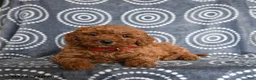 Mini Goldendoodle dogs for sale: Beauty - Ad 3
