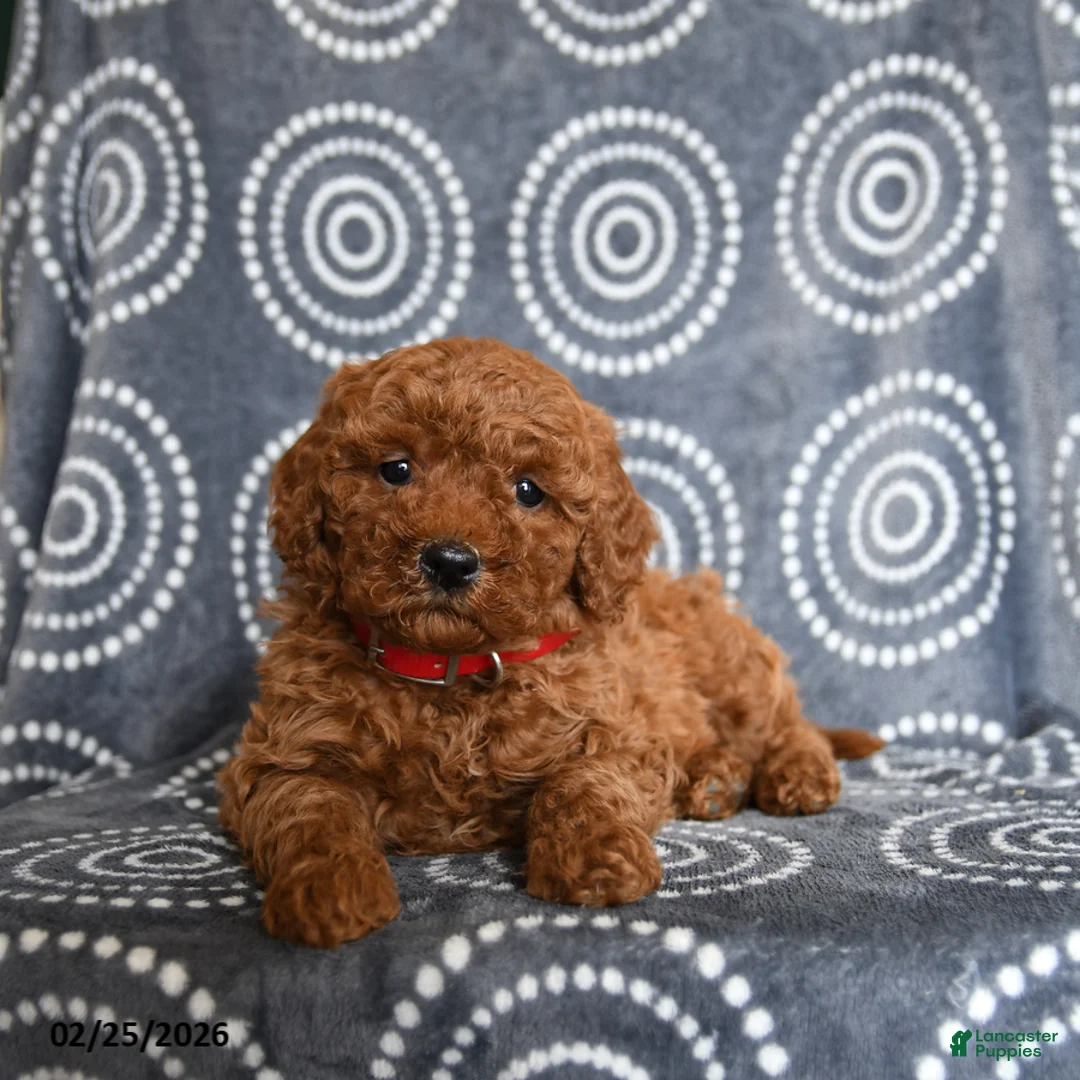 Mini Goldendoodle dogs for sale: Beauty - Ad 3