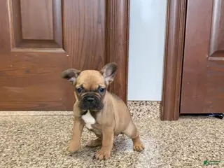 French Bulldog dogs French Bulldog Puppy 4 - Ad 34