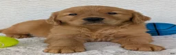 Golden Retriever dogs for sale: Domino  - Ad 5