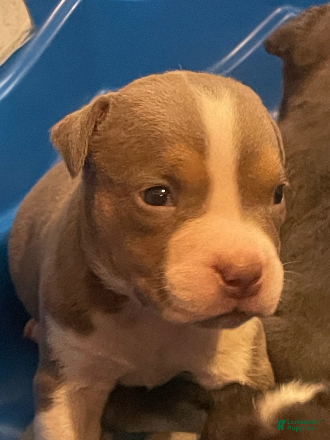 American Bully dogs for sale: Merl - Ad 5