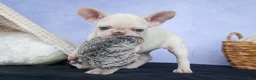 French Bulldog dogs for sale: 💕Jasmine  - Ad 13