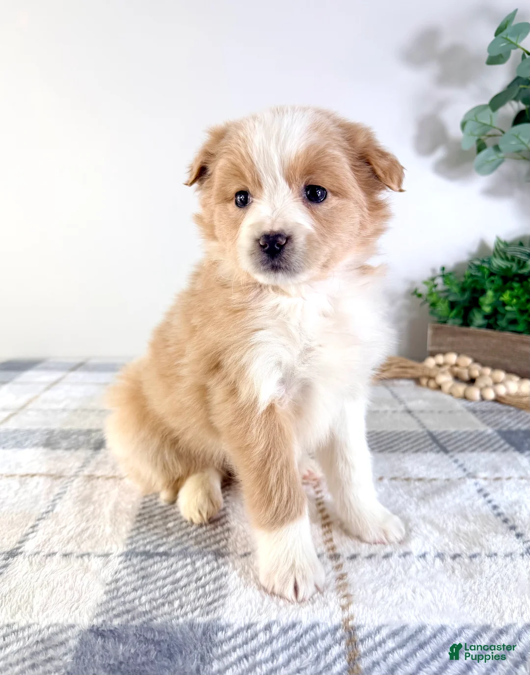 Mixed Breed dogs for sale: Maple - Ad 4