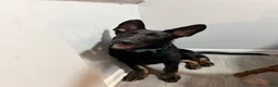 German Shepherd dogs for sale: Kilo - Ad 3