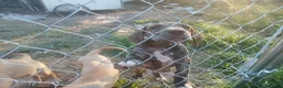 Great Dane dogs for sale: Great Dane 4 - Ad 5