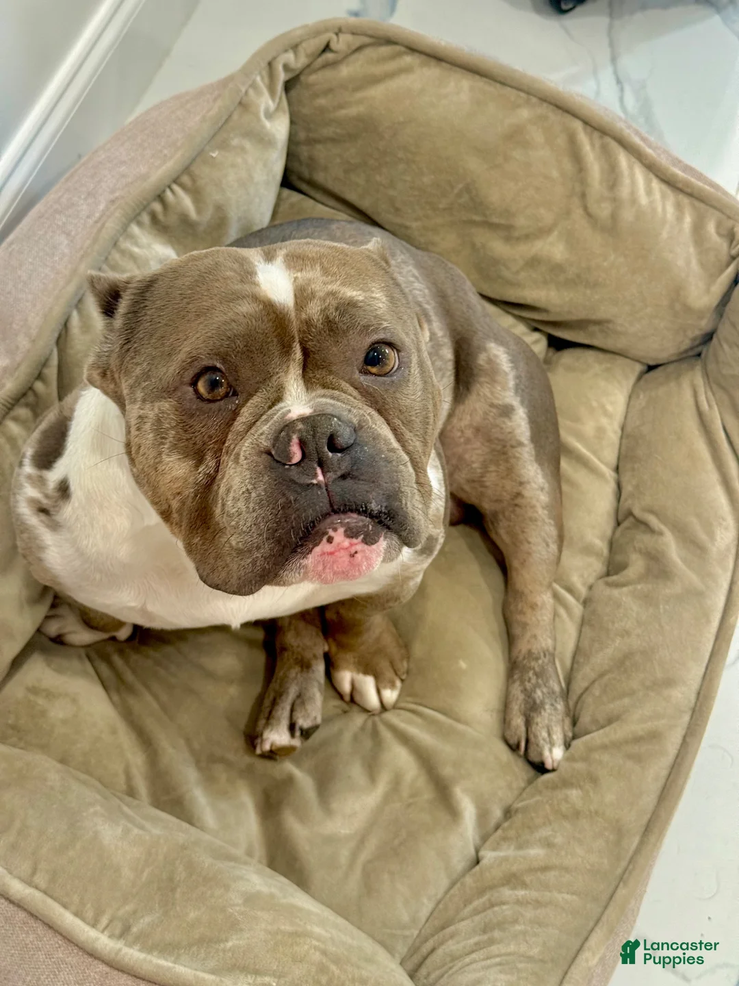 American Bully dogs for stud: Núcleo  - Ad 2