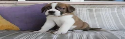 Saint Bernard dogs for sale: Mason - Ad 3