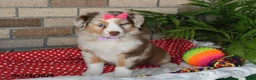 Australian Shepherd dogs for sale: Flossie - Ad 3