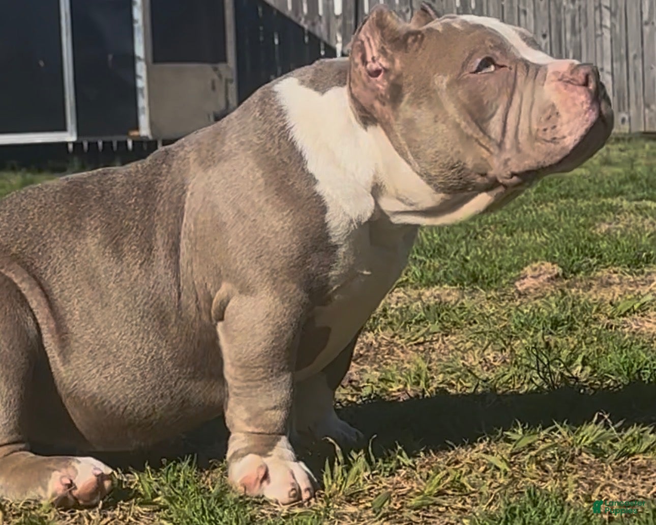 American Bully dogs Armani  - Ad 2