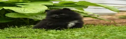 Pomeranian dogs for sale: Harry - Ad 4