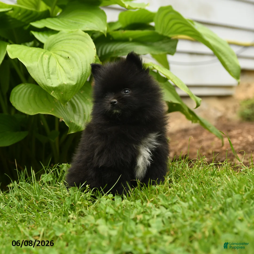 Pomeranian dogs for sale: Harry - Ad 4