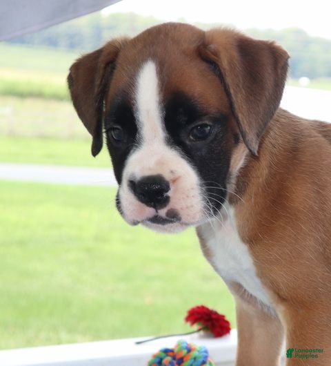 Boxer dogs Goldie- Champ lines - Ad 1