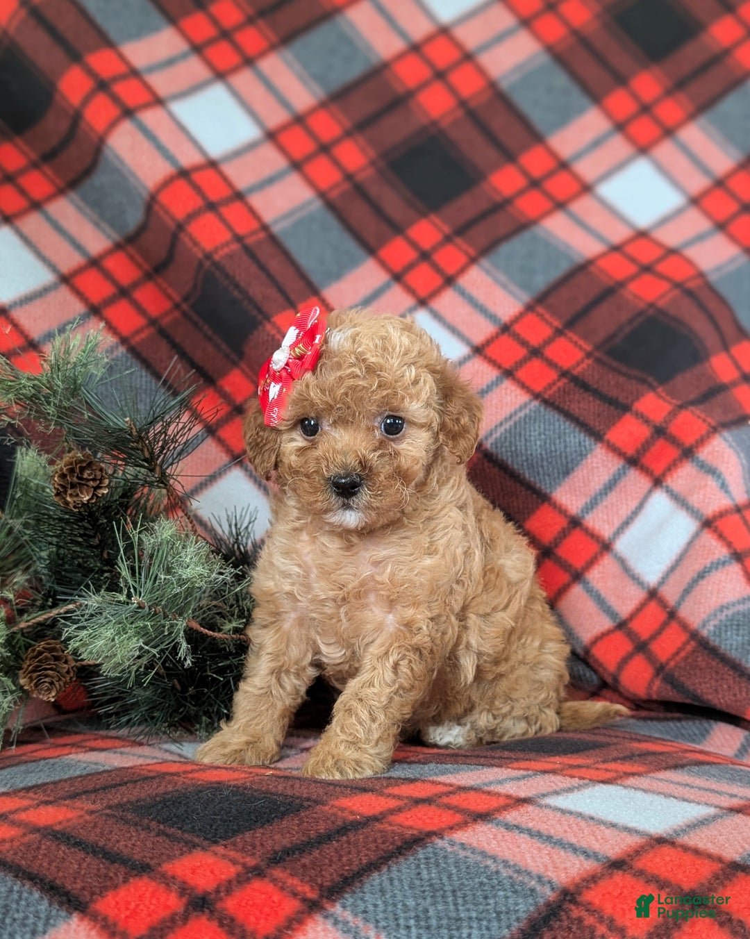 Mini Goldendoodle dogs for sale: Briana 9 lbs Full Grown - Ad 2
