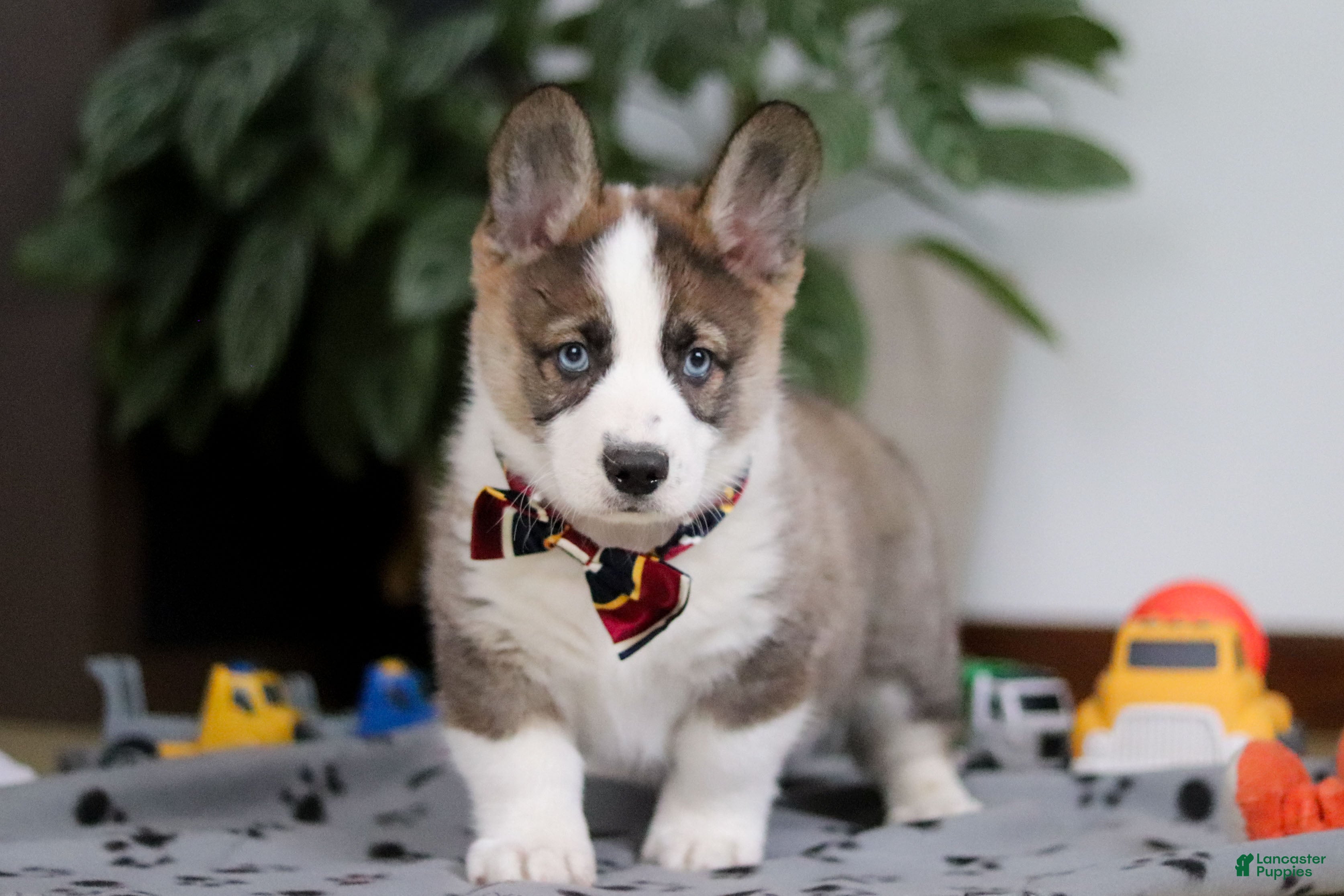 Mixed Breed dogs Randy - Ad 14