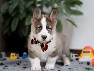 Mixed Breed dogs Randy - Ad 40