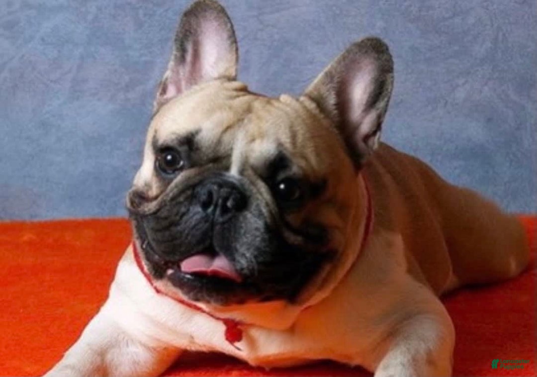 Gallery Image {{count}}