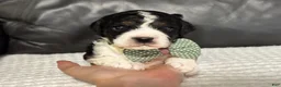 Cavapoo dogs for sale: Emmett - Ad 3