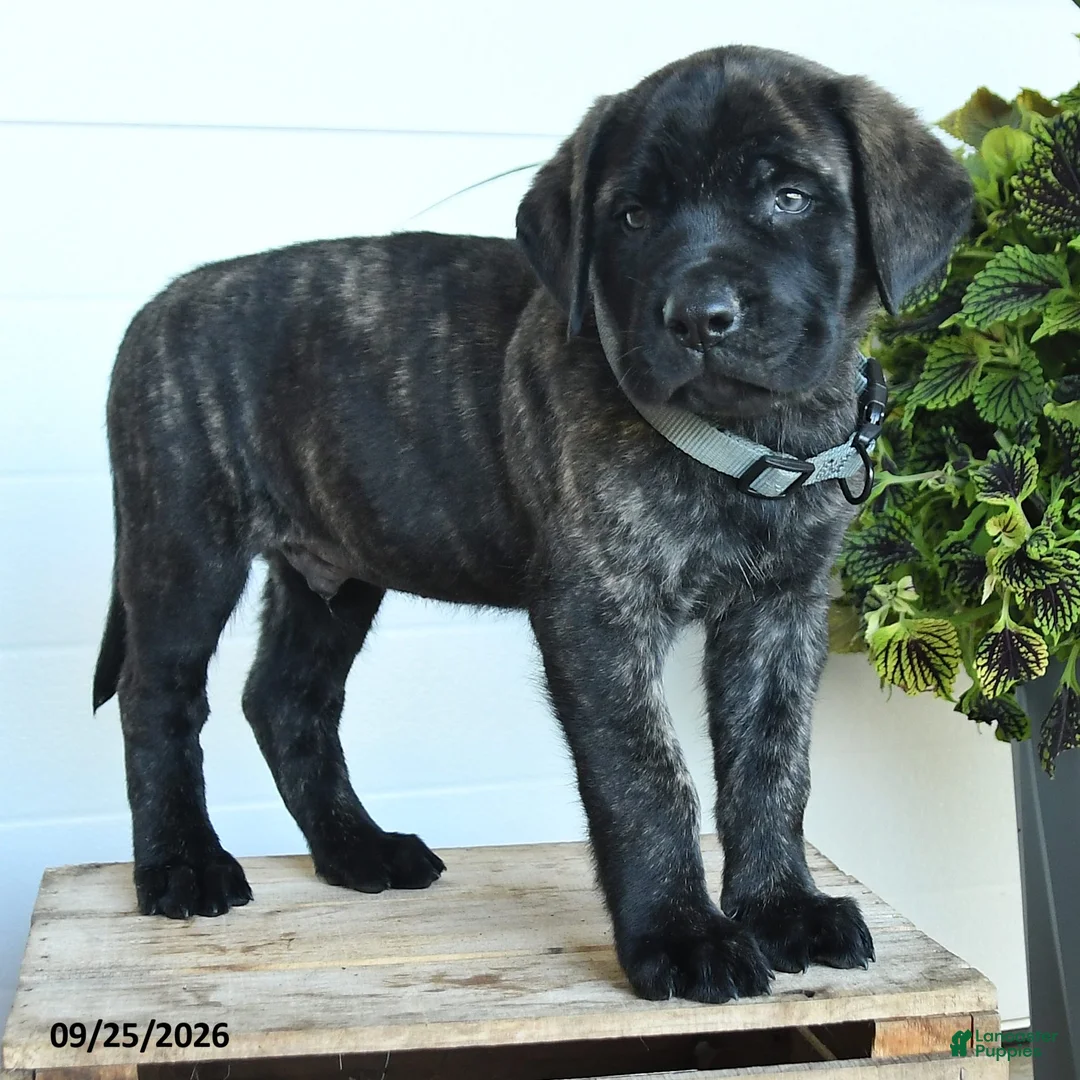 English Mastiff dogs for sale: Charles - Ad 2