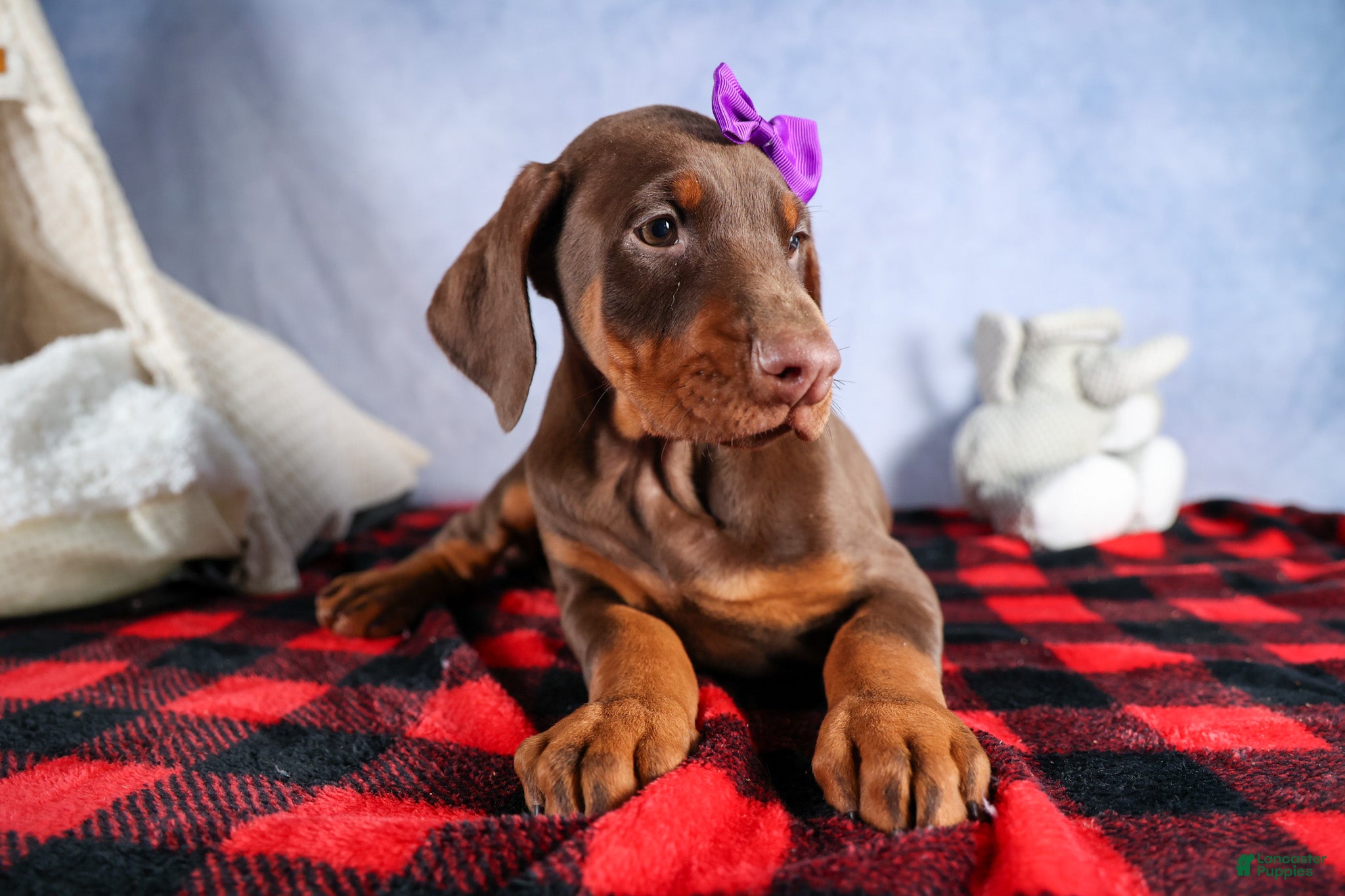 Doberman Pinscher dogs FANNIE - Ad 2