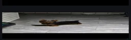 Yorkshire Terrier dogs for sale: AKC MIDNIGHT (Teacup) - Ad 5