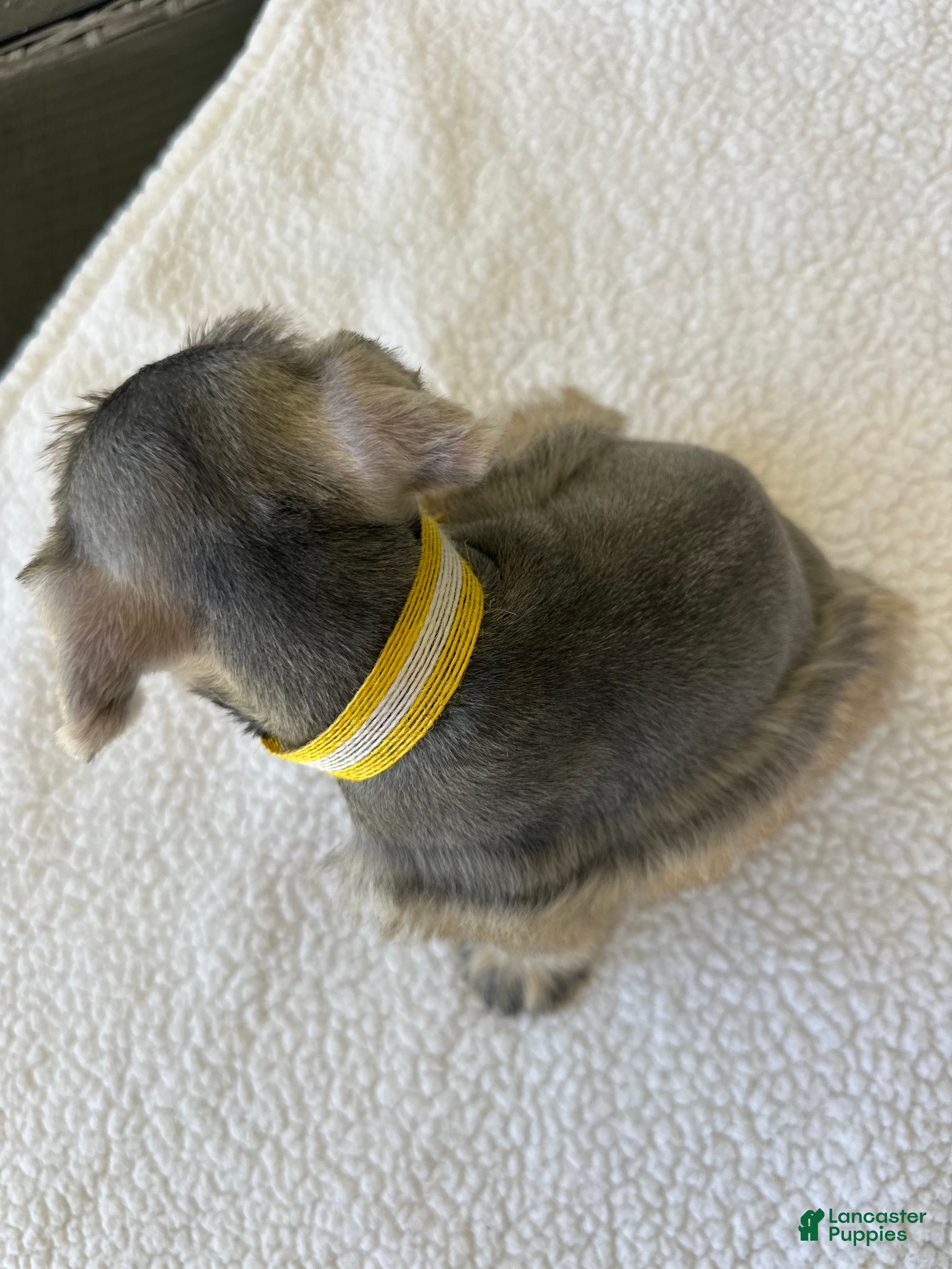 Miniature Schnauzer dogs Sunny - Ad 2