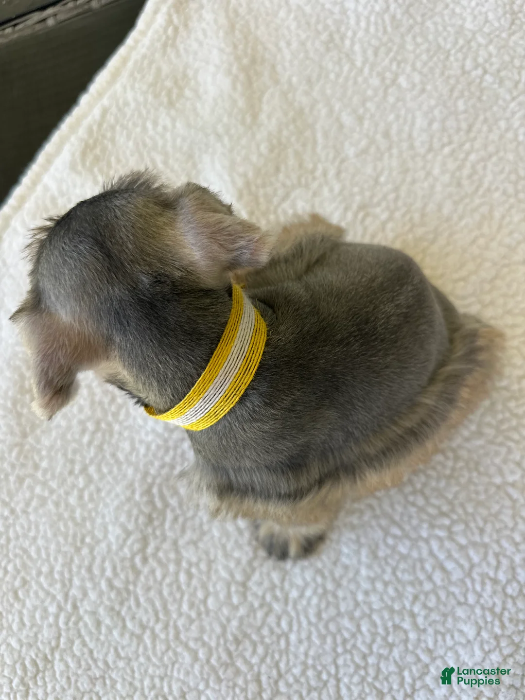 Miniature Schnauzer dogs for sale: Sunny - Ad 2