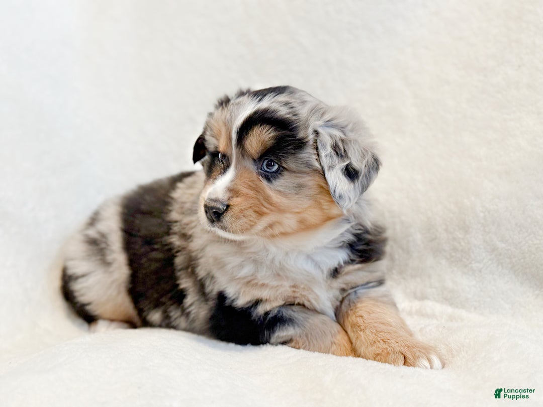 Miniature Australian Shepherd dogs for sale: Brooks - Ad 3