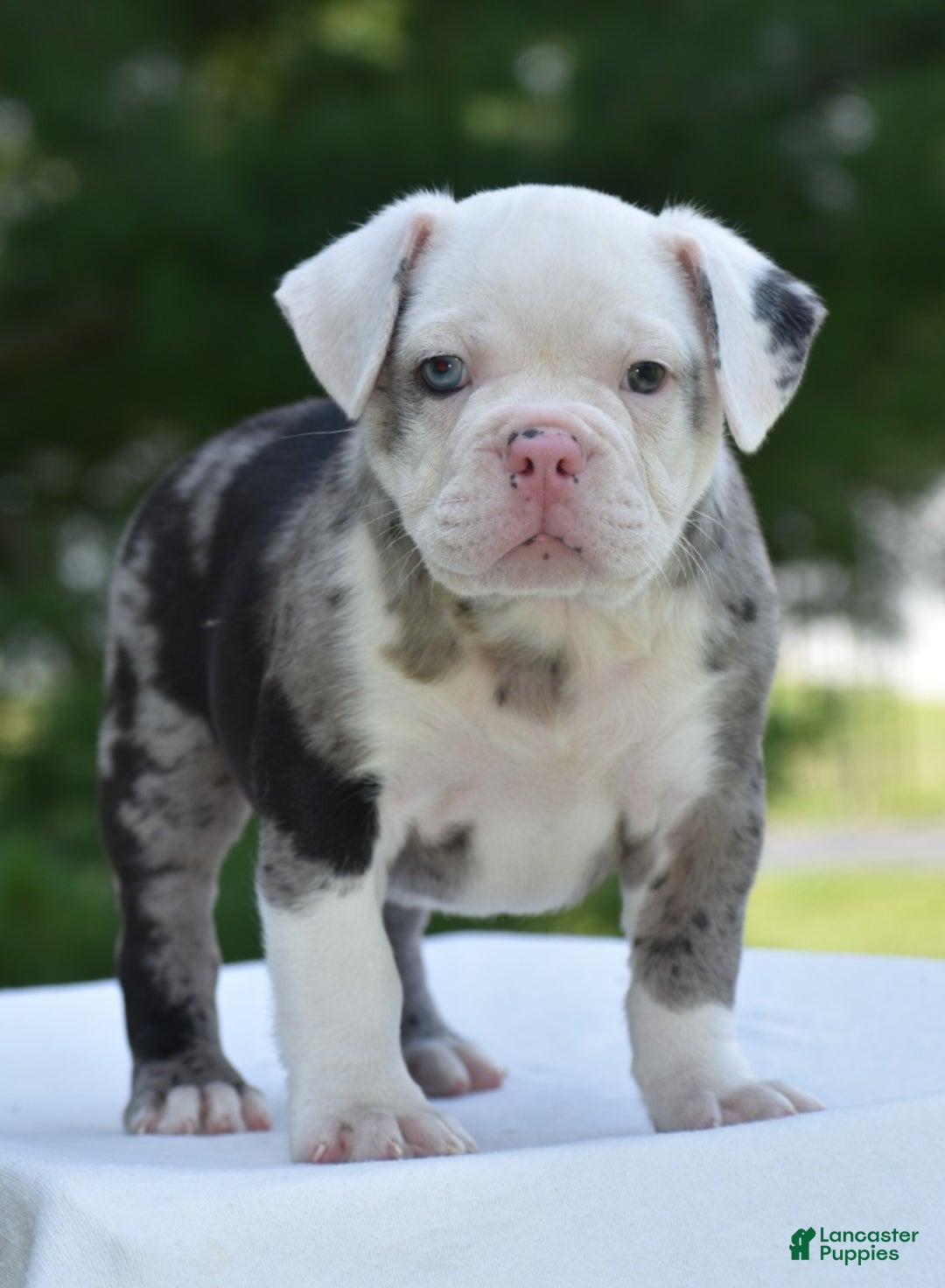 Mixed Breed dogs for sale: Prettia bully bulldog hybrid  - Ad 25