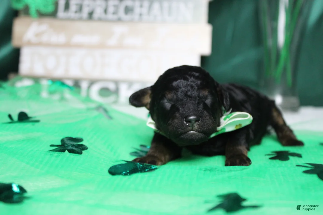 Toy Poodle dogs for sale: Charlie - Ad 2