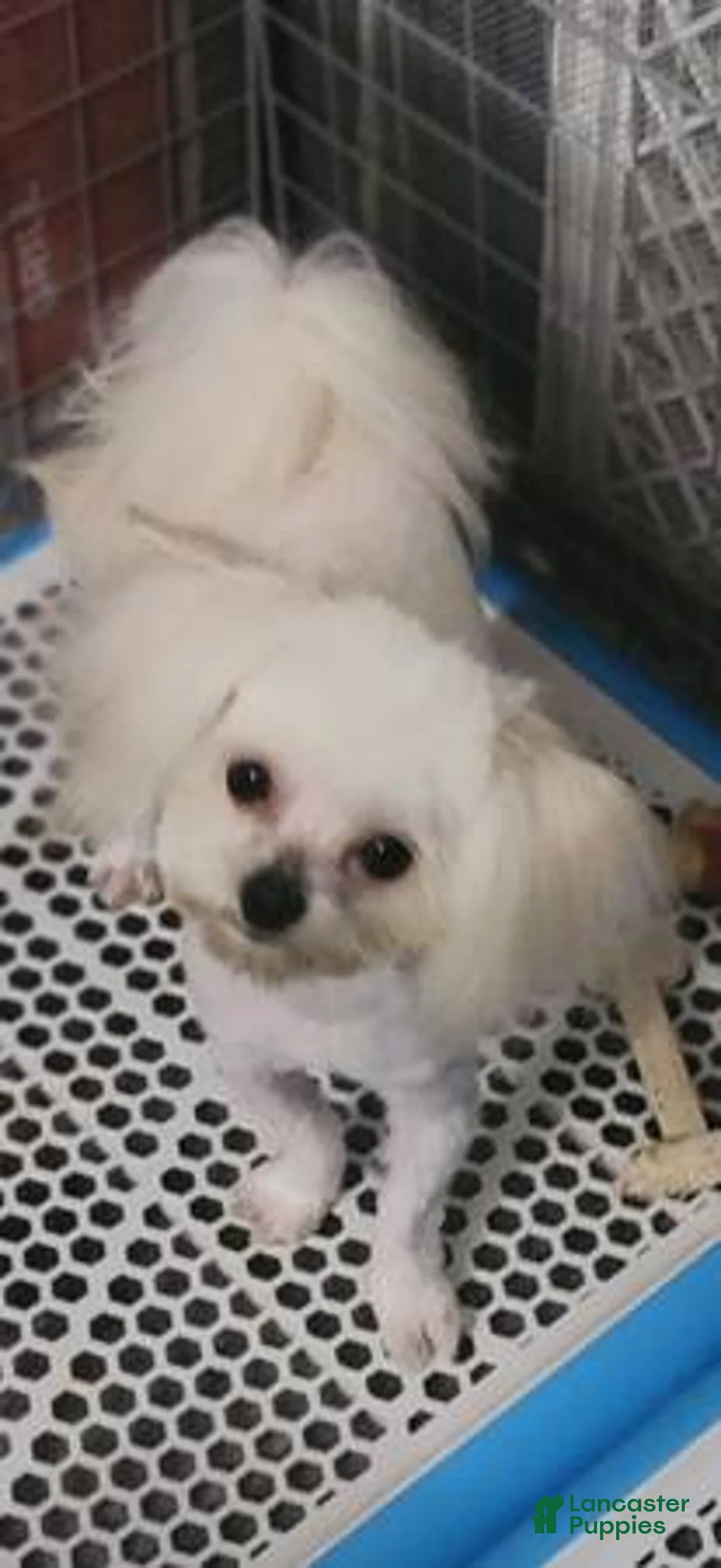 Maltipom dogs for sale: Maltipom Puppy 1 - Ad 2