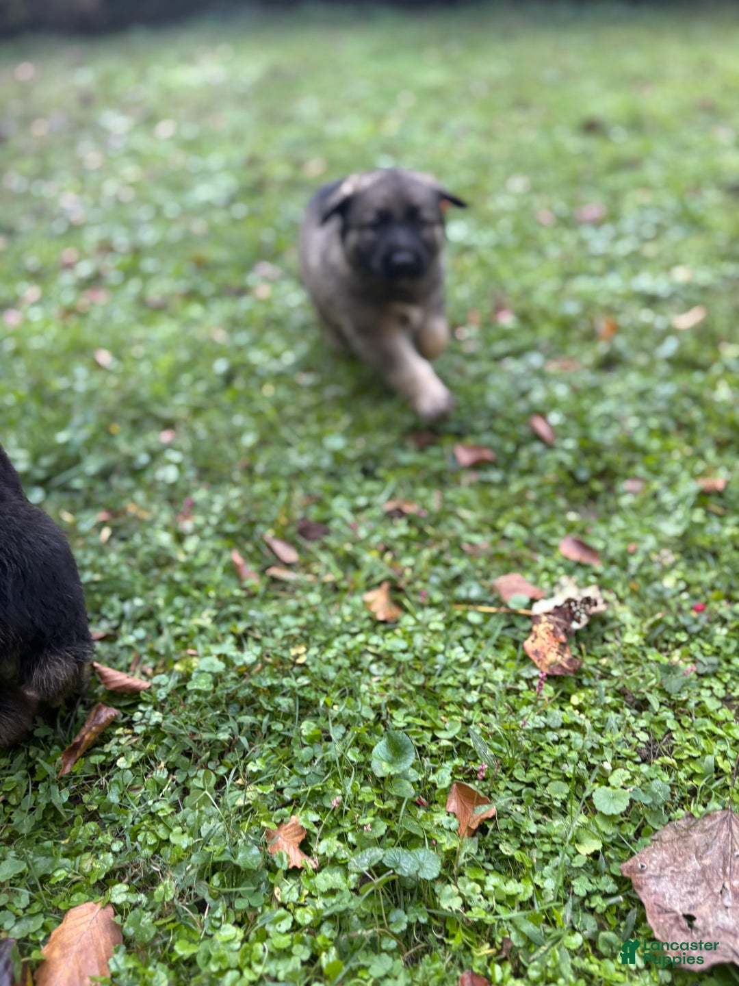 German Shepherd dogs for sale: German Shepherd Puppy 2 - Ad 3