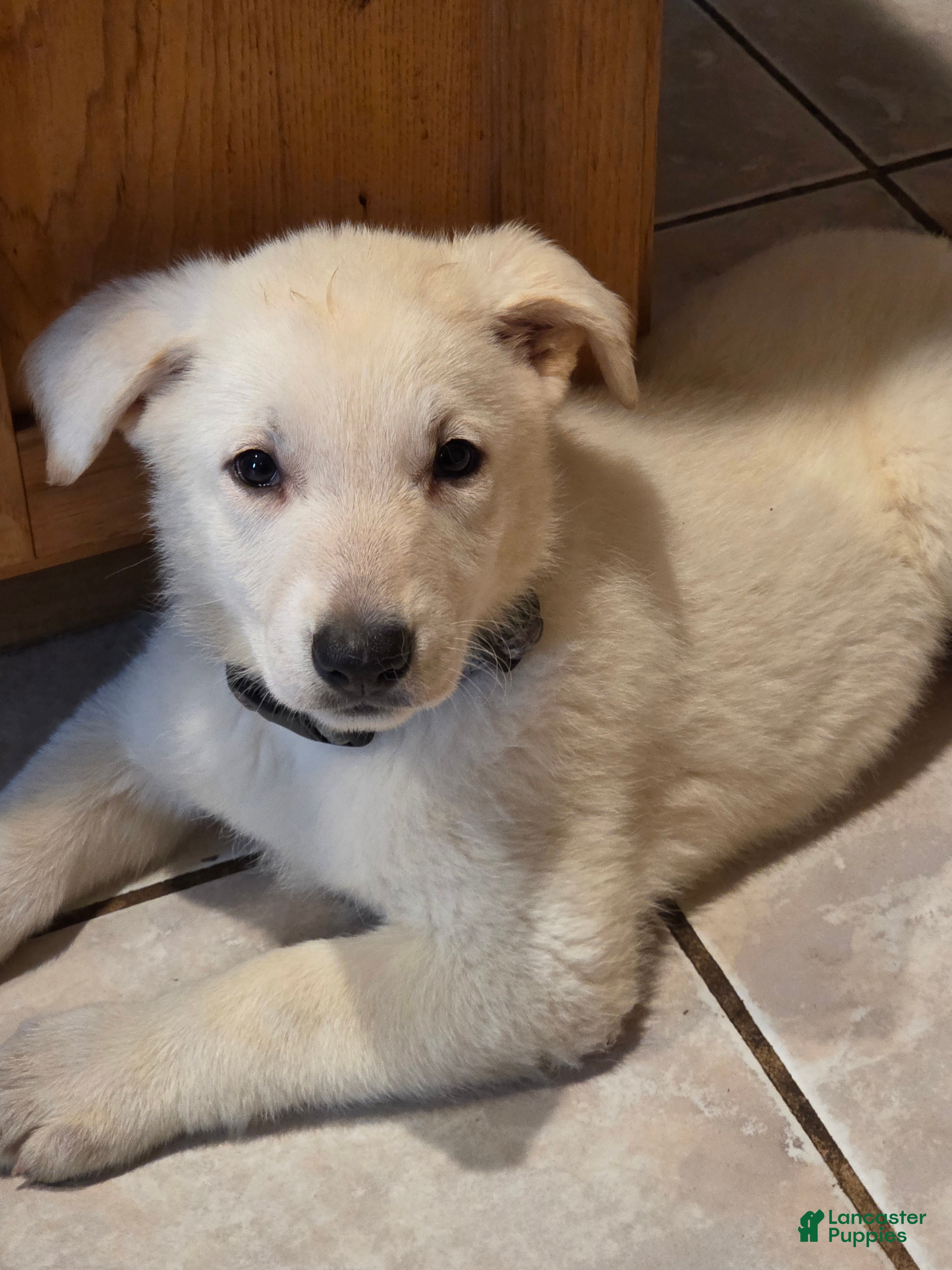 German Shepherd dogs German Shepherd Puppy 5 - Ad 1