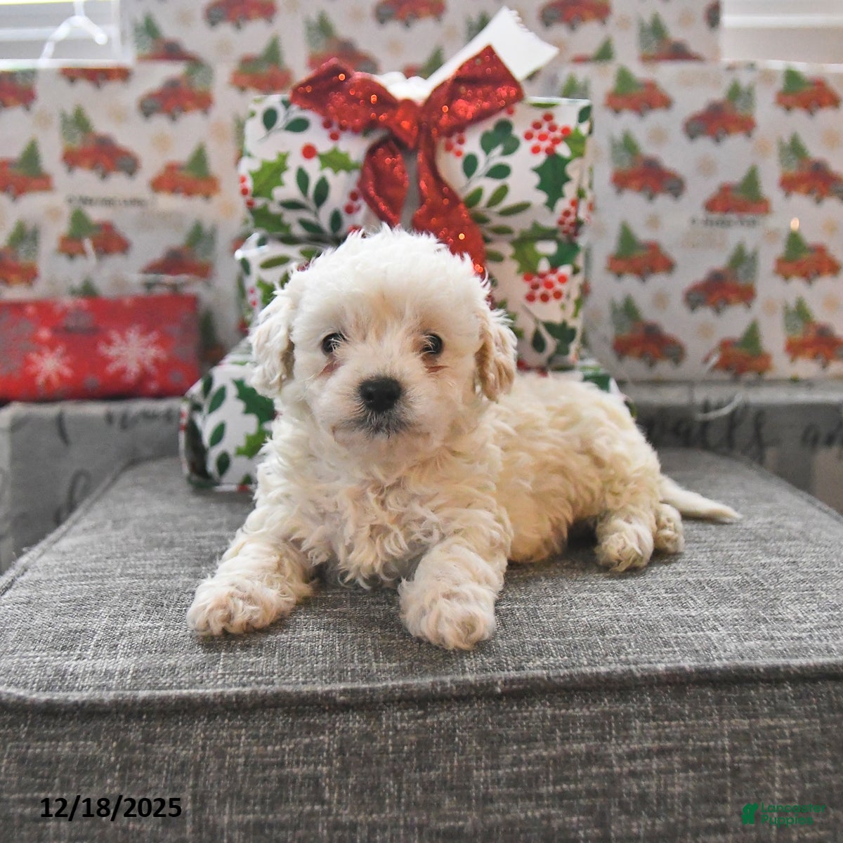 Toy Poodle dogs Wyatt  - Ad 42