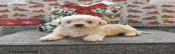 Toy Poodle dogs for sale: Wyatt  - Ad 1