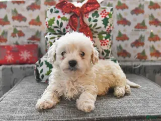 Toy Poodle dogs Wyatt - Ad 24