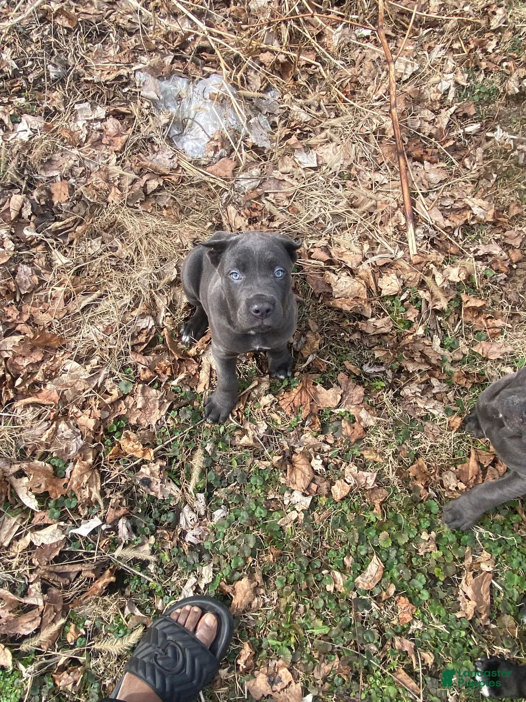 Cane Corso dogs for sale: Cane Corso Puppy 7 - Ad 1