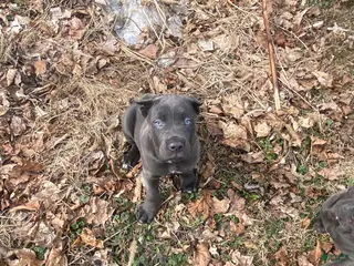 Cane Corso dogs Cane Corso Puppy 7 - Ad 8