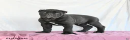 Cane Corso dogs for sale: Marco - Ad 4