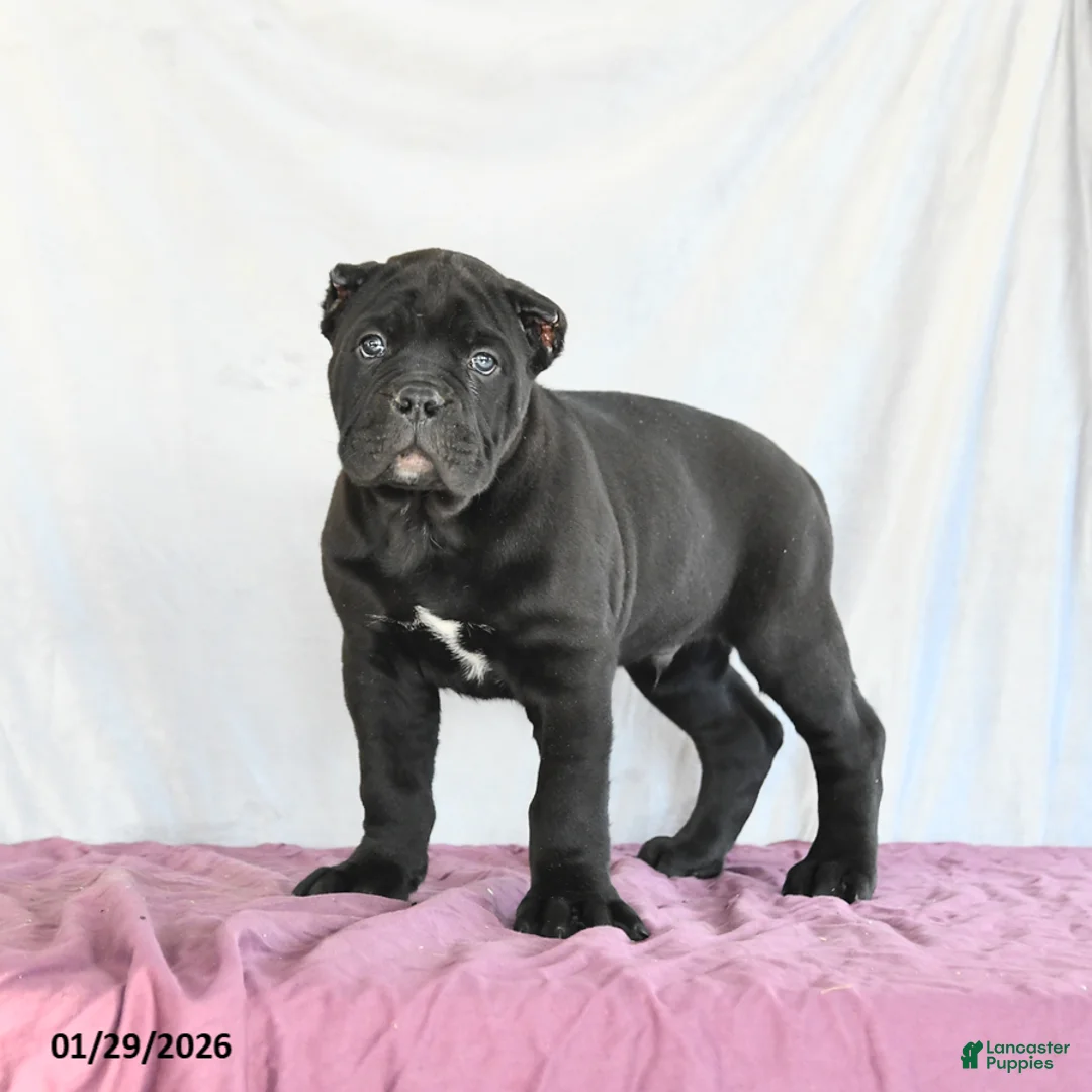 Cane Corso dogs for sale: Marco - Ad 4