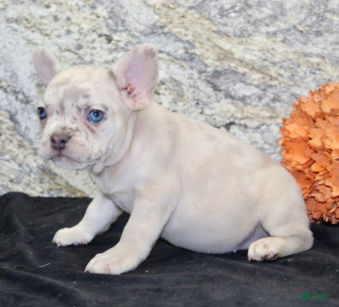 French Bulldog dogs for sale: Marla - Ad 6