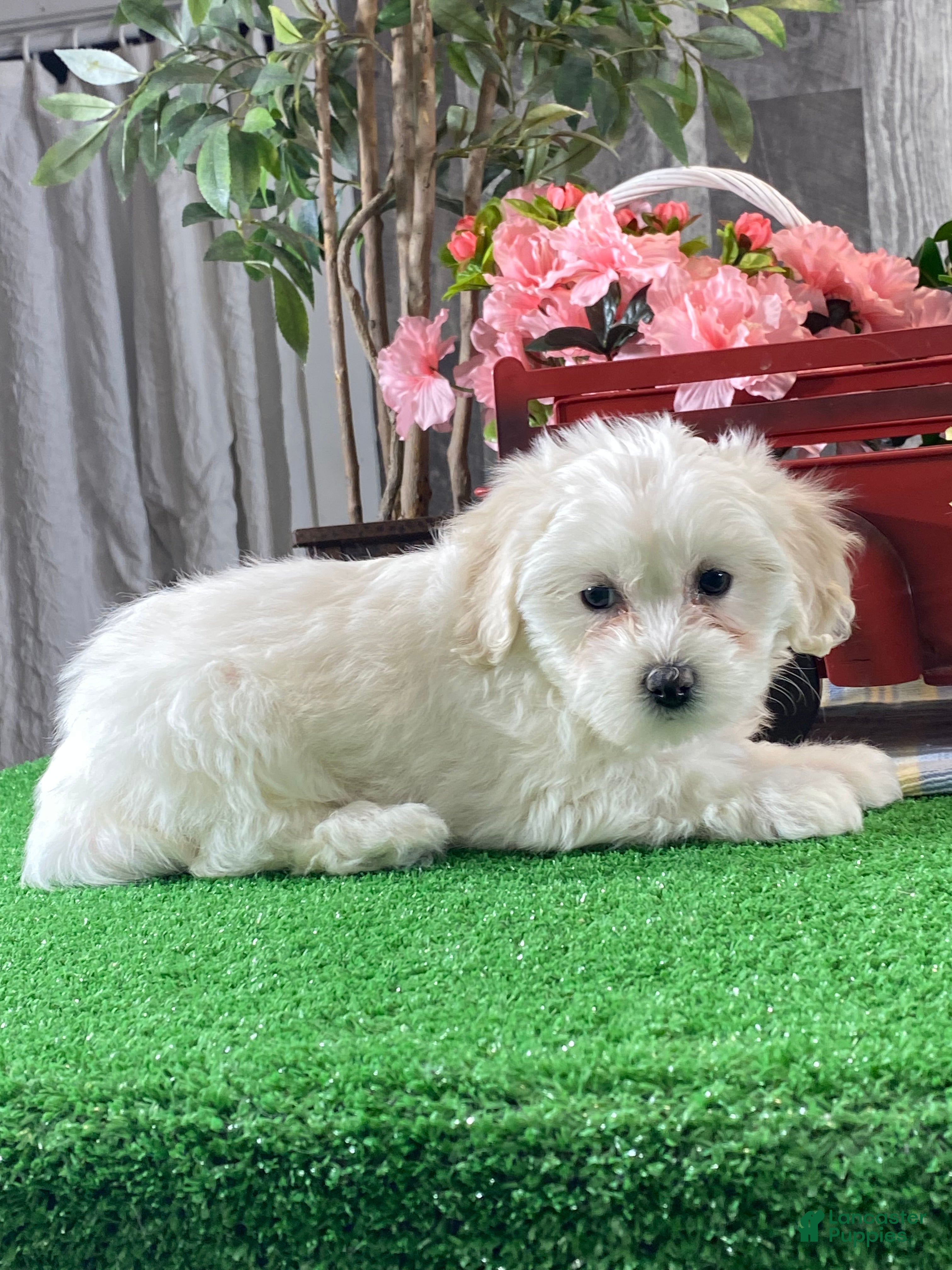 Mixed Breed dogs Angel - Ad 17