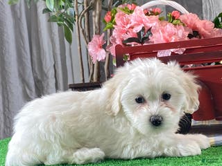 Mixed Breed dogs Angel - Ad 17