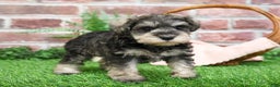 Miniature Schnauzer dogs for sale: Maria  - Ad 2